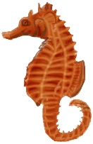 Seahorses graphics