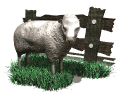 Sheep graphics