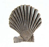 Shells graphics