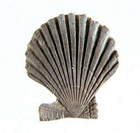 Shells