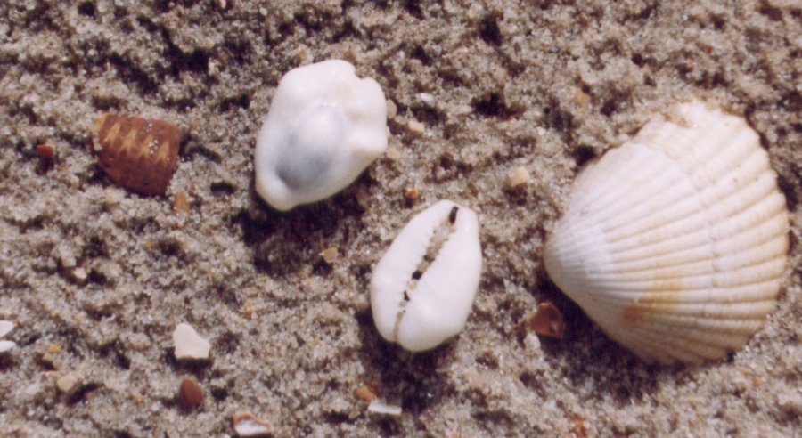 Shells