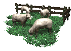Shepherds graphics