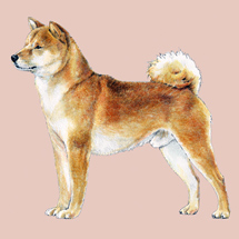 Shibas graphics