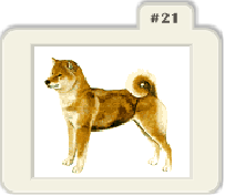 Shibas graphics