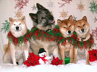 Shibas graphics