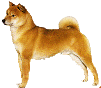 Shibas graphics