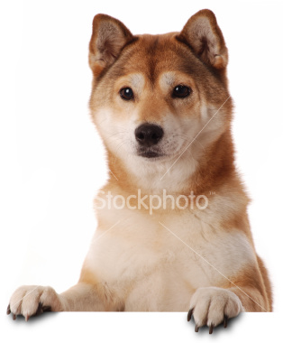 Shibas graphics