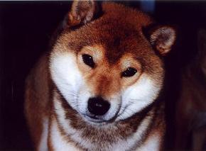 Shibas graphics