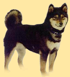 Shibas graphics