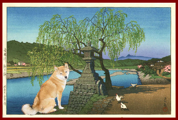 Shibas graphics