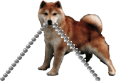 Shibas graphics