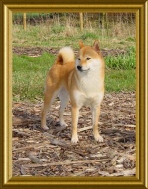 Shibas graphics