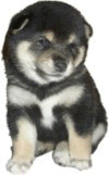 Shibas graphics