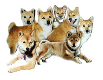 Shibas graphics