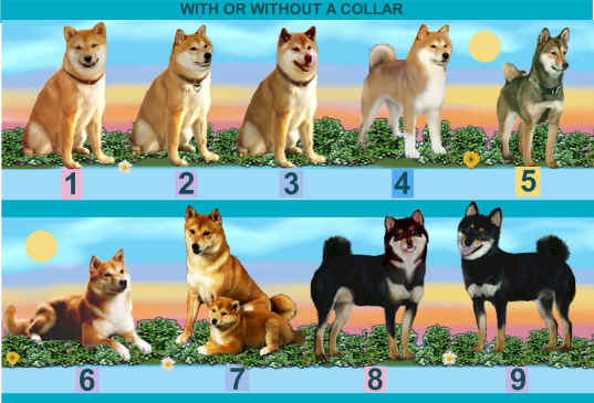 Shibas graphics