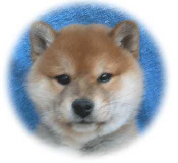 Shibas graphics