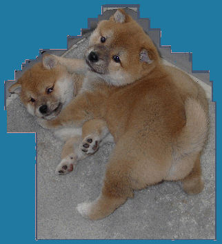 Shibas graphics