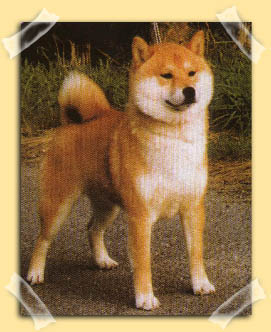 Shibas graphics