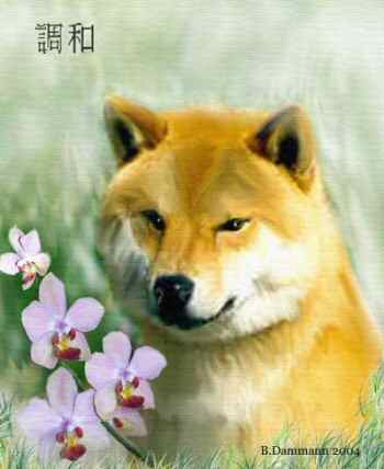 Shibas graphics