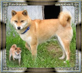 Shibas graphics