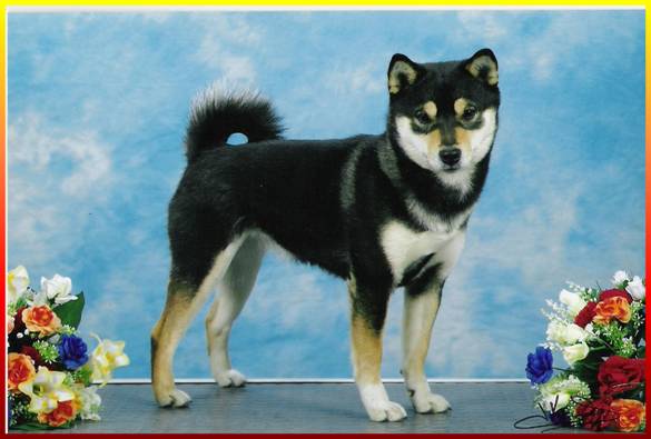 Shibas graphics