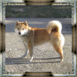 Shibas graphics