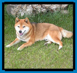 Shibas graphics