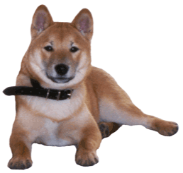 Shibas graphics