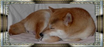 Shibas graphics