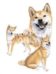 Shibas graphics