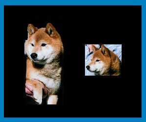 Shibas graphics