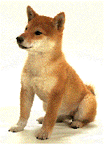 Shibas graphics