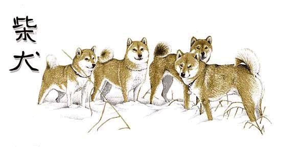 Shibas graphics