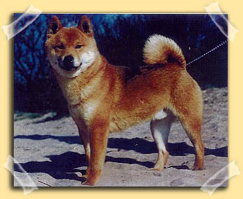 Shibas graphics