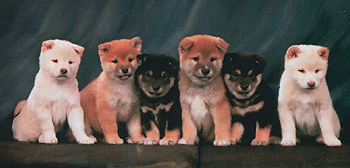 Shibas graphics