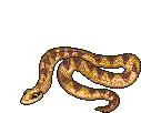 Snakes graphics