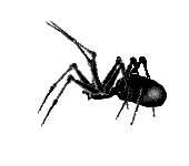 Spiders graphics