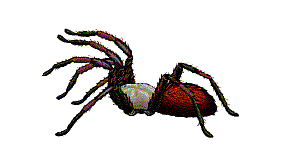 Spiders graphics