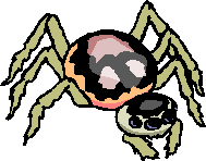 Spiders