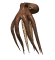 Squid graphics