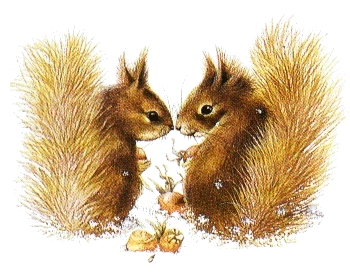 Squirrel graphics