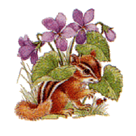 Squirrel graphics