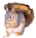 Squirrel graphics