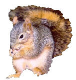 Squirrel