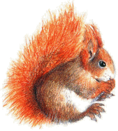 Squirrel graphics