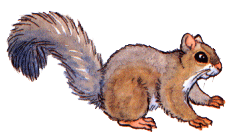 Squirrel graphics