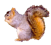 Squirrel graphics