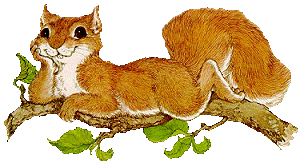 Squirrel