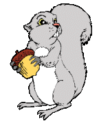 Squirrel graphics