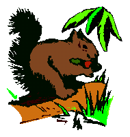 Squirrel graphics